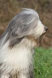 BEARDED COLLIE 416